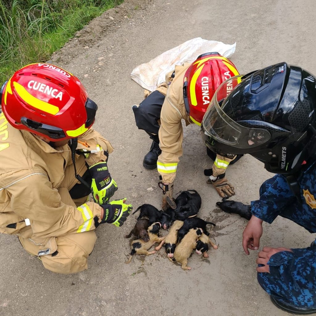 Ocho cachorros son rescatados con vida tras ser arrojados a una quebrada en Cuenca