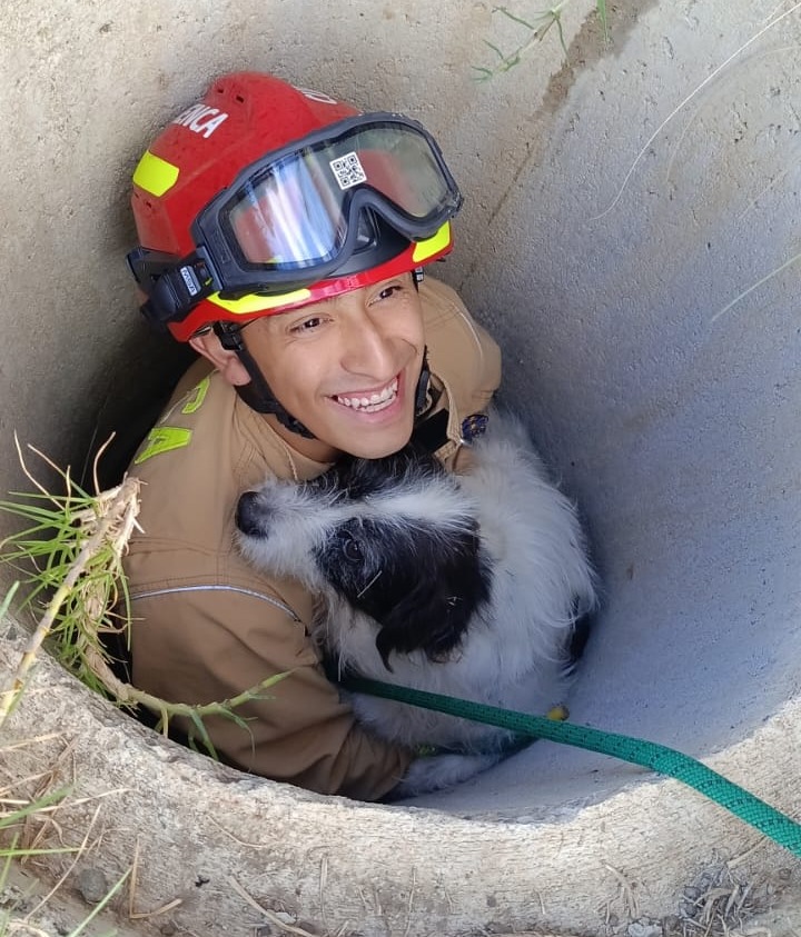 Perrita “chispita” fue rescatada tras caer en una alcantarilla en Cuenca.