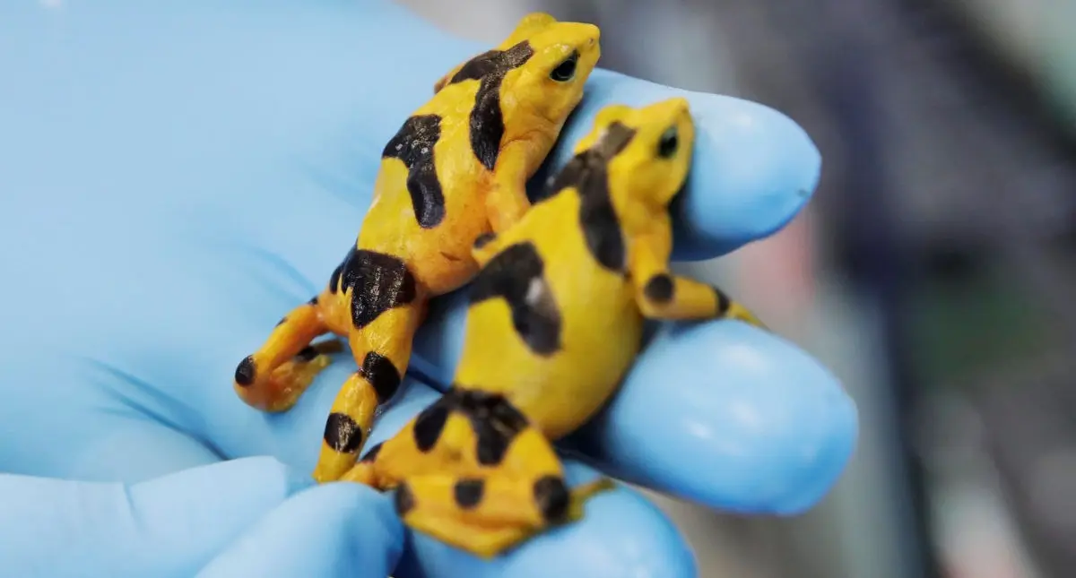La rana dorada de Panamá podría salvarse de la extinción