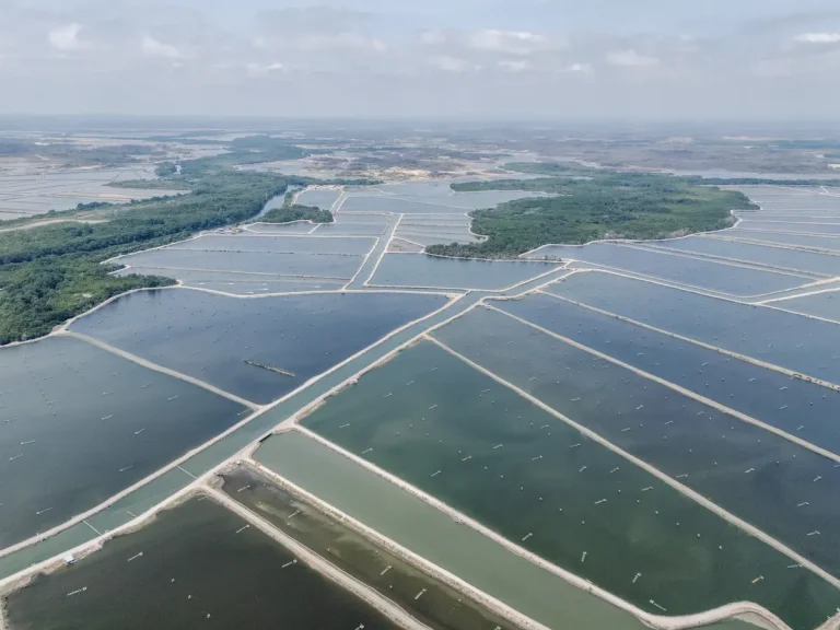 El costo oculto del camarón ecuatoriano: Impacto ambiental y social bajo la lupa internacional