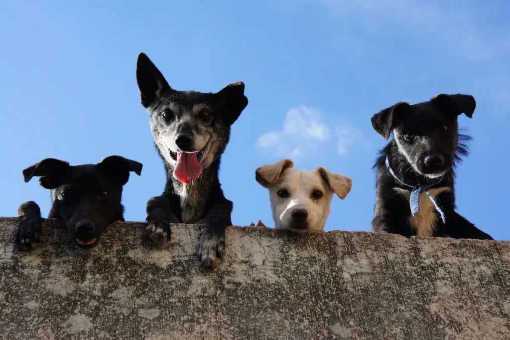 El drama invisible de la calle: ¿Por qué el abandono de perros sigue siendo una deuda pendiente en Ecuador?